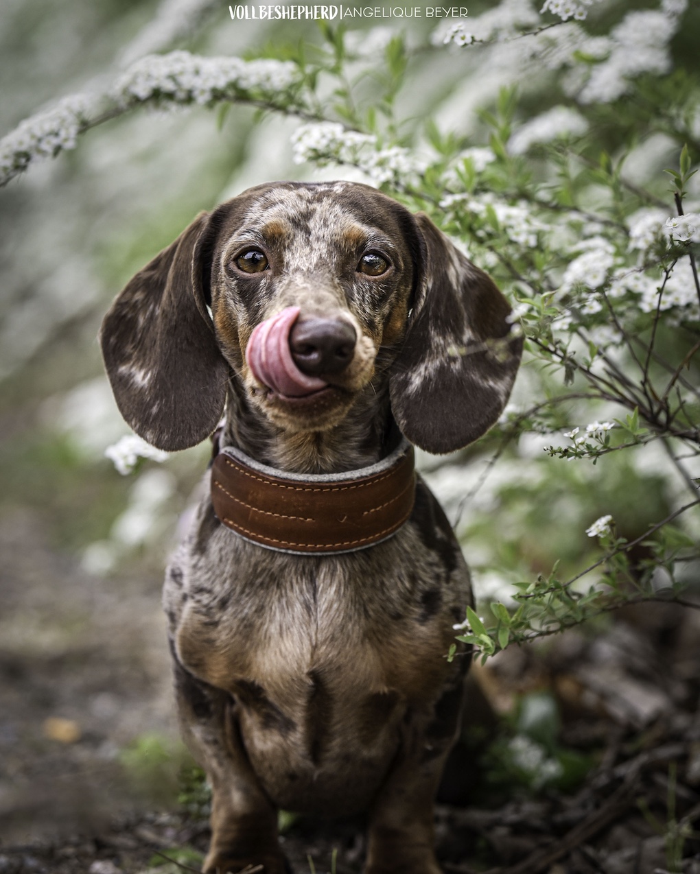 Schulhund Dumbledore verzaubert die Oberschule Naunhof Schulhund Dumbledore verzaubert die Oberschule Naunhof